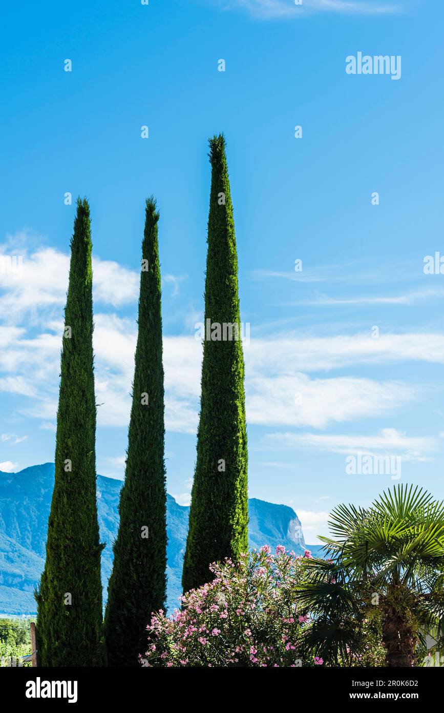 Zypressen und Palmen wachsen im milden Klima, Tramin, Südtirol, Italien Stockfoto