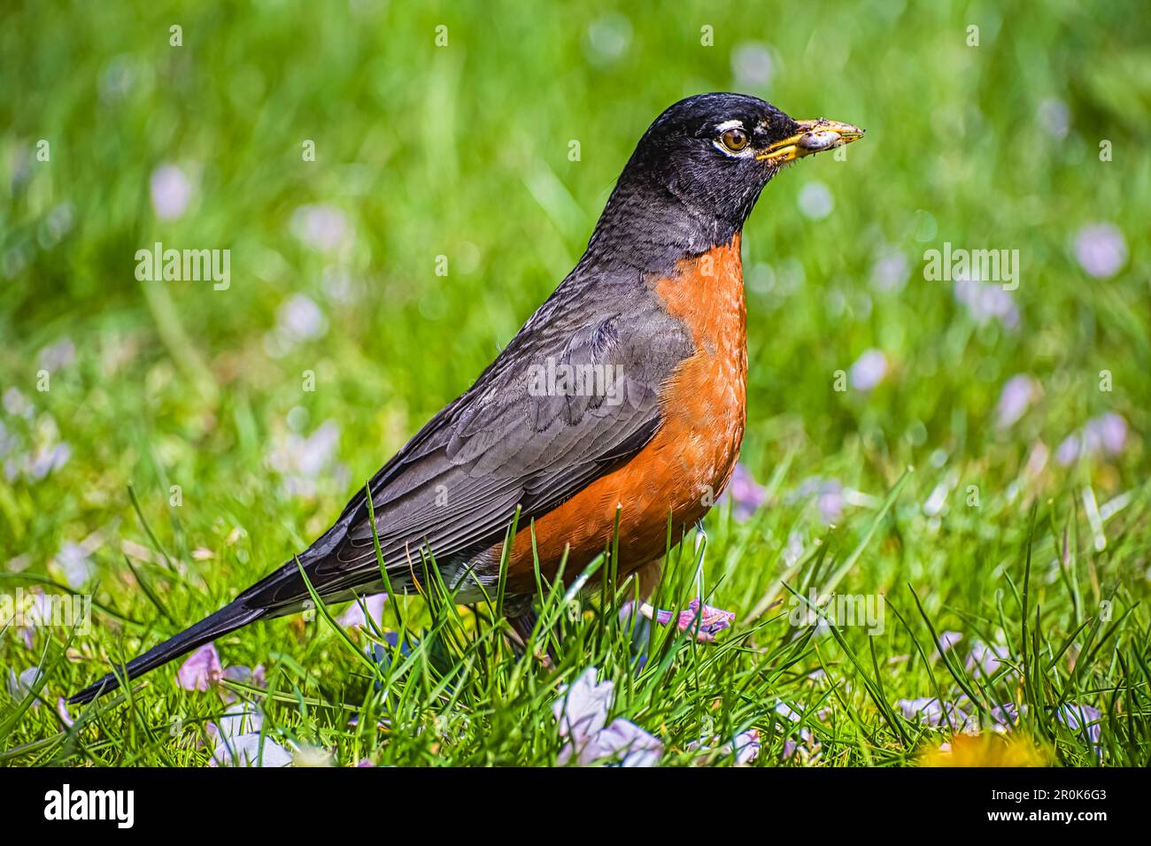 Wunderschöner Frühlingsvogel ein amerikanischer Robin frisst im Frühling einen Regenwurm auf grünem Gras. Birdwaching in Nordamerika. Niemand, selektiver Fokus Stockfoto