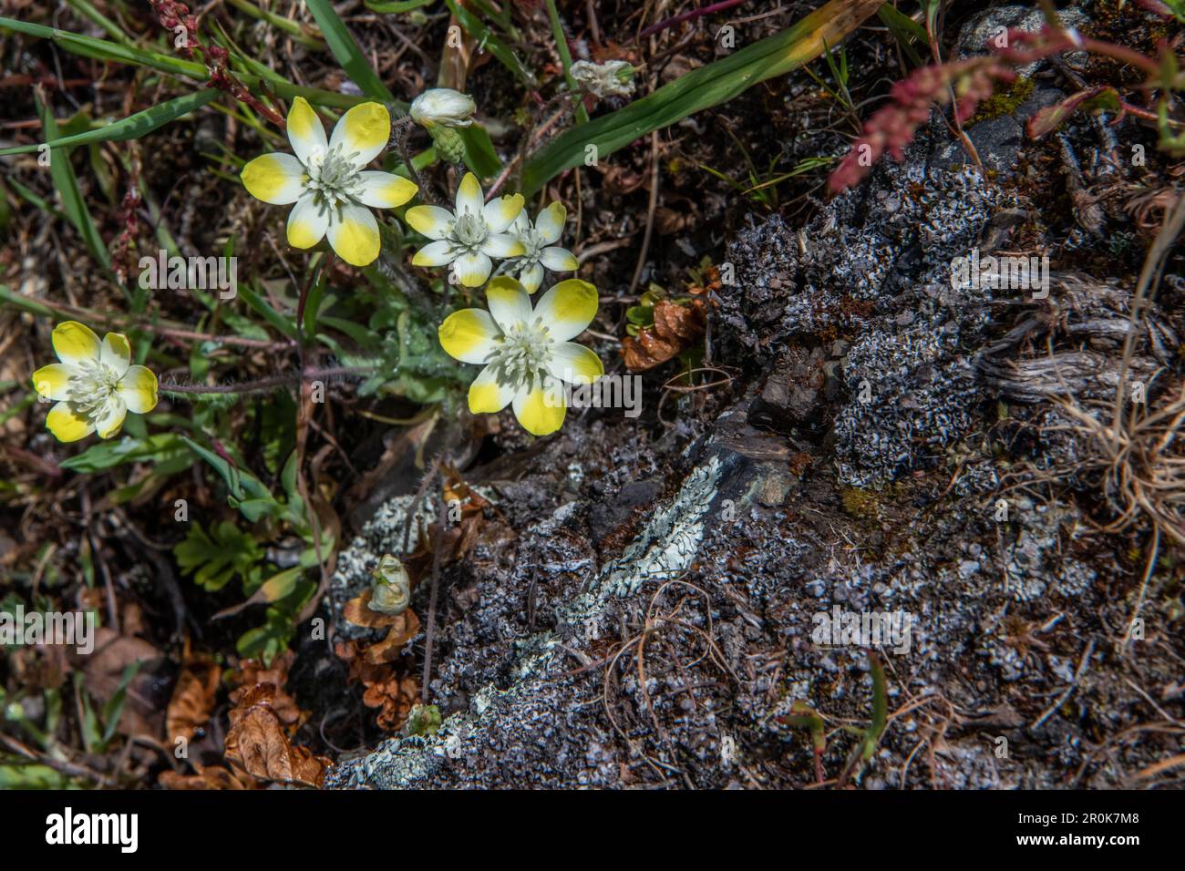 Platsystemon californicus, auch bekannt als Cream Cups oder Creamcups, dies ist eine kleine einheimische Wildblume aus Kalifornien und dem Westen. Stockfoto