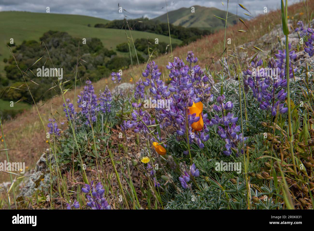 Wunderschöne Wildblumen, Lupinus nanus, auch bekannt als Himmel oder Zwerglupine, blühen auf einem kalifornischen Hügel im Marin County. Stockfoto