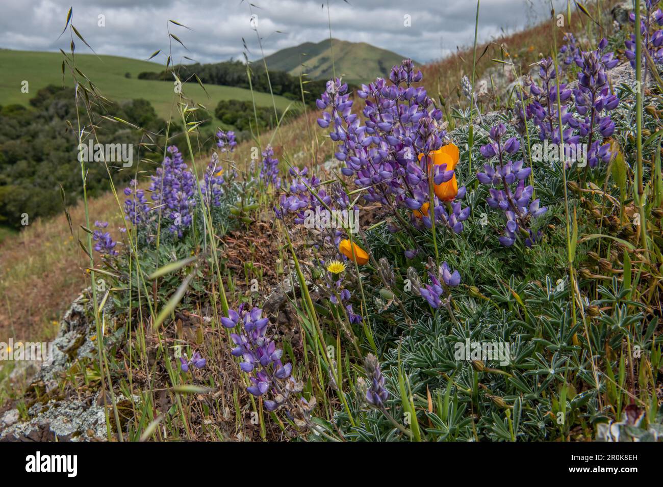 Wunderschöne Wildblumen, Lupinus nanus, auch bekannt als Himmel oder Zwerglupine, blühen auf einem kalifornischen Hügel im Marin County. Stockfoto