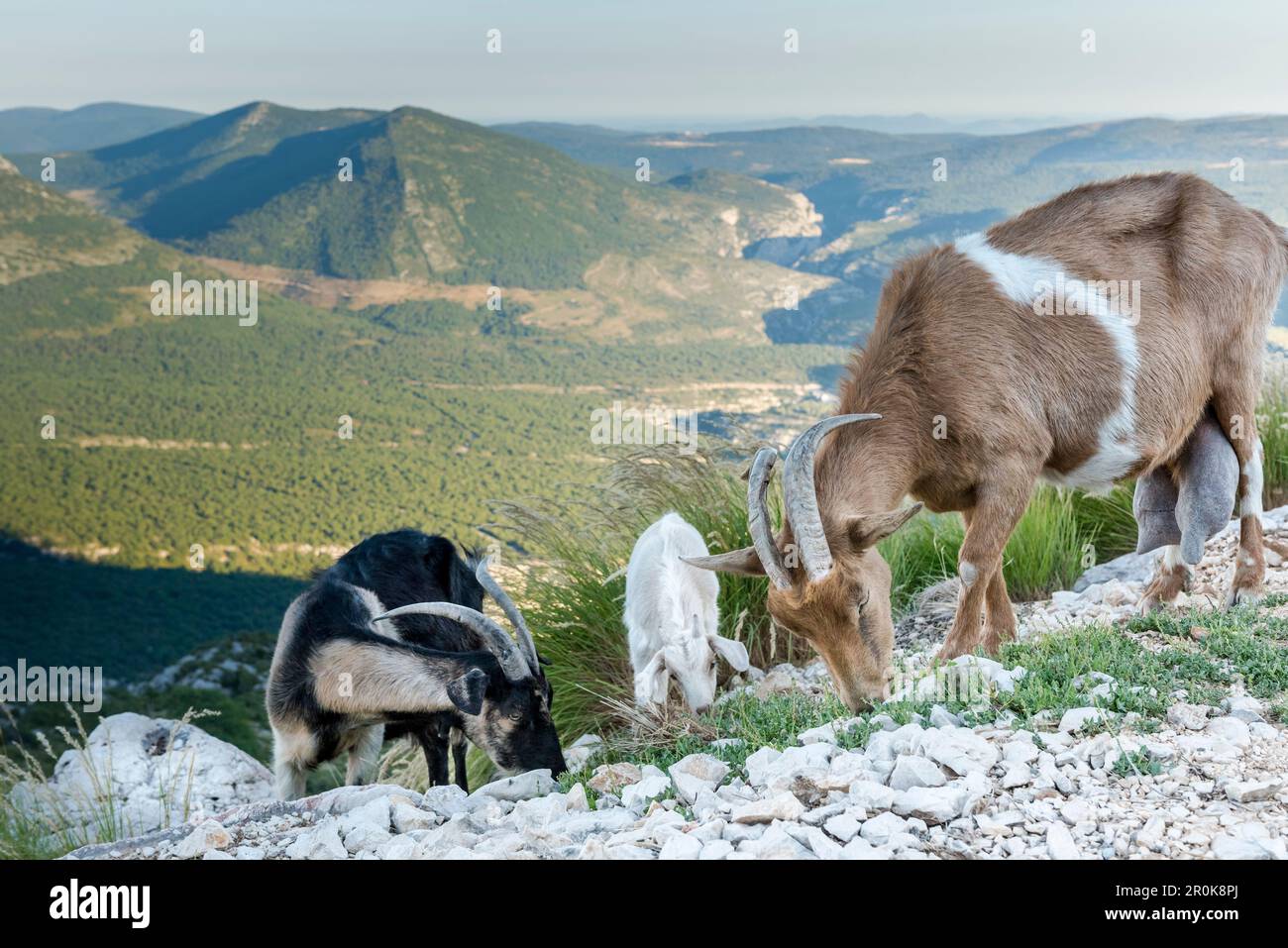 Wilde Ziegen auf Felsen, Verdon Schlucht, Route Des Cretes, Vogesen, Provence-Alpes-Cote d'Azur, Frankreich Stockfoto