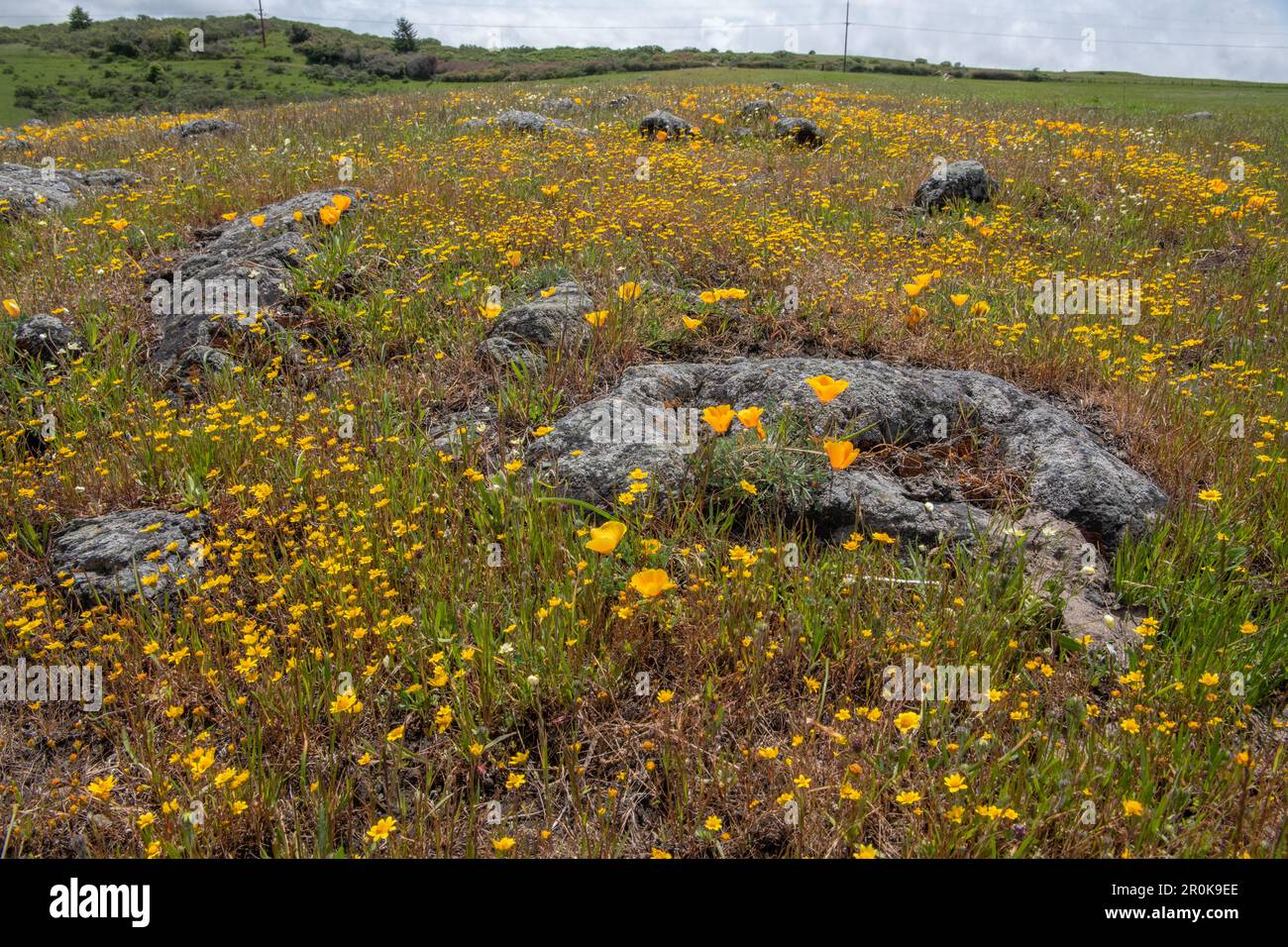 Kalifornische Goldfelder (Lasthenia californica) und Mohn (Eschscholzia) während der Frühlingssuperblüte an der Westküste Nordamerikas. Stockfoto