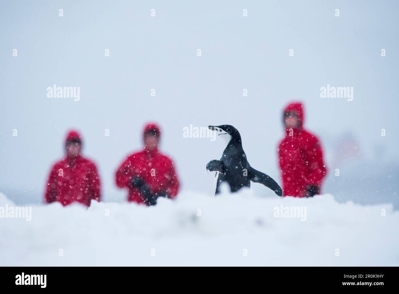 Kinnfalle-Pinguin (Pygoscelis antarktis) mit drei Passagieren des Expeditionsschiffes MS Bremen (Hapag-Lloyd Cruises) dahinter Stockfoto