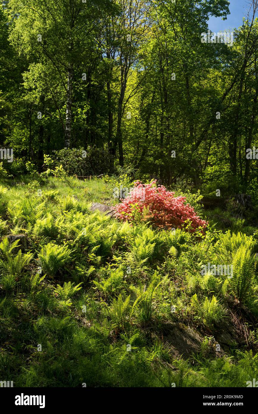 Blhende farne -Fotos und -Bildmaterial in hoher Auflsung  Alamy