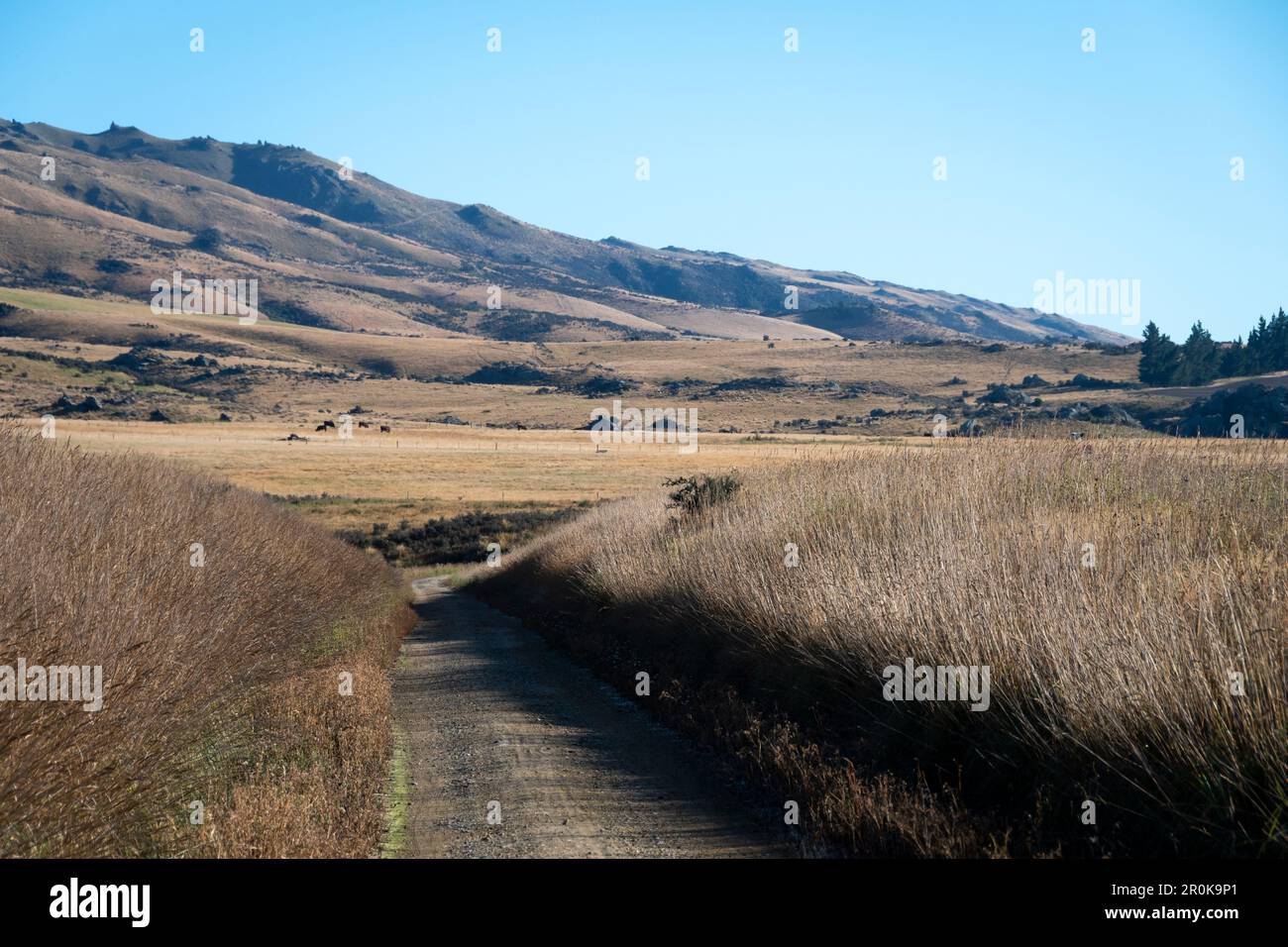 Central Otago Rail Trail, in der Nähe von Middlemarch, Otago, South Island, Neuseeland. Fels- und Säulenbereich in der Entfernung Stockfoto