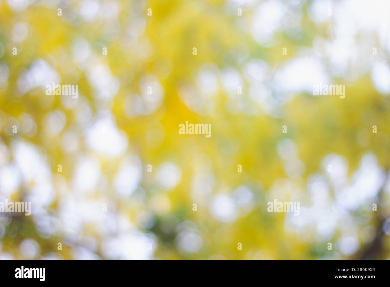 Abstrakter Weichzeichner eines hellen Bokeh-Hintergrunds mit Vollfarbe Grün, Gelb und Grau Stockfoto