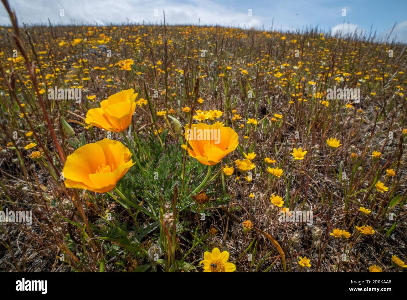 Kalifornische Goldfelder (Lasthenia californica) und Mohn (Eschscholzia) während der Frühlingssuperblüte an der Westküste Nordamerikas. Stockfoto