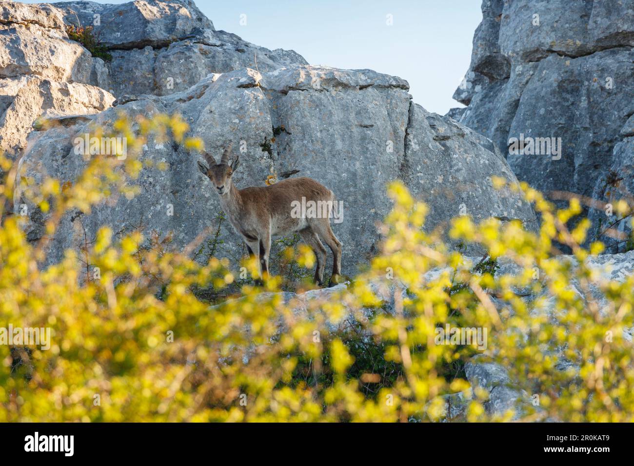 El Torcal, El Torcal de Antequera, Naturpark, Karstlandschaft, Erosion, nahe Antequera, Malaga, Andalusien, Spanien Stockfoto