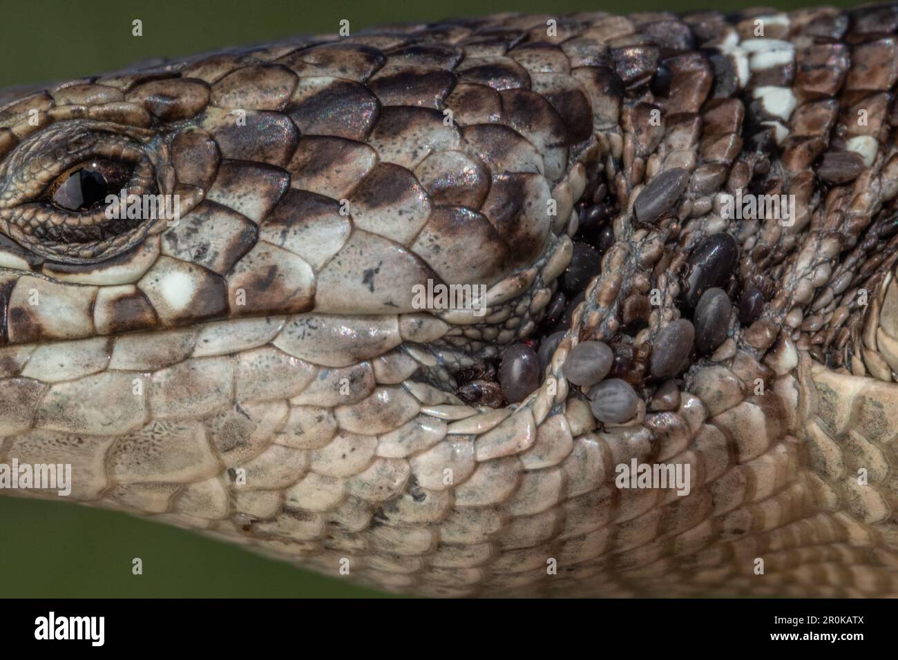 Nahaufnahme einer nördlichen Alligatorechse (Elgaria coerulea) und Zecken, die sich aus Kalifornien, USA, an Ohr und Hals ernähren. Stockfoto