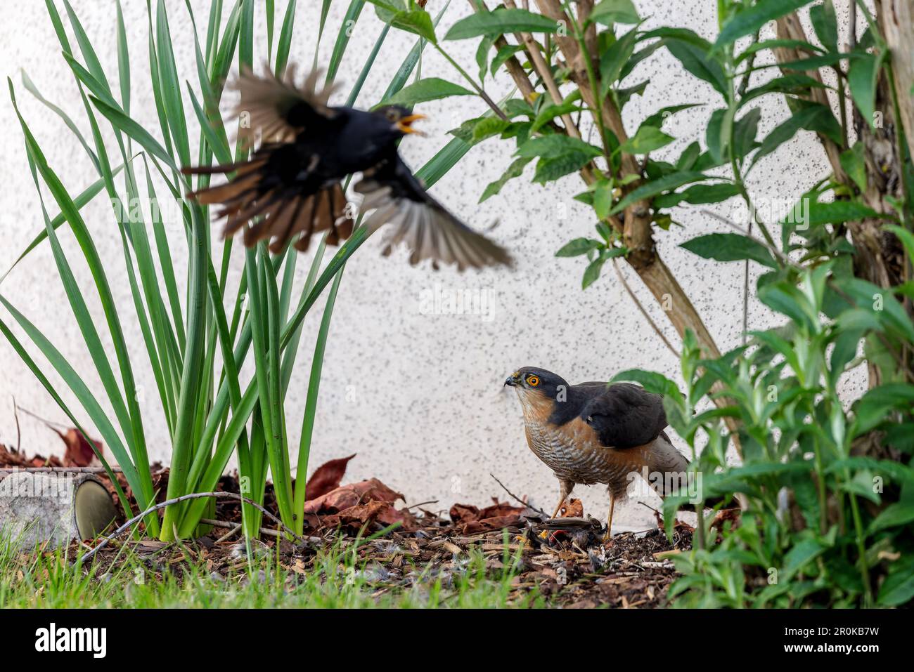 Schwarzvogel (Turdus merula) versucht, einen eurasischen Sperber (Accipiter nisus), der sich im Frühjahr an einem Vogel im Garten ernährt, zu verscheuchen. Stockfoto