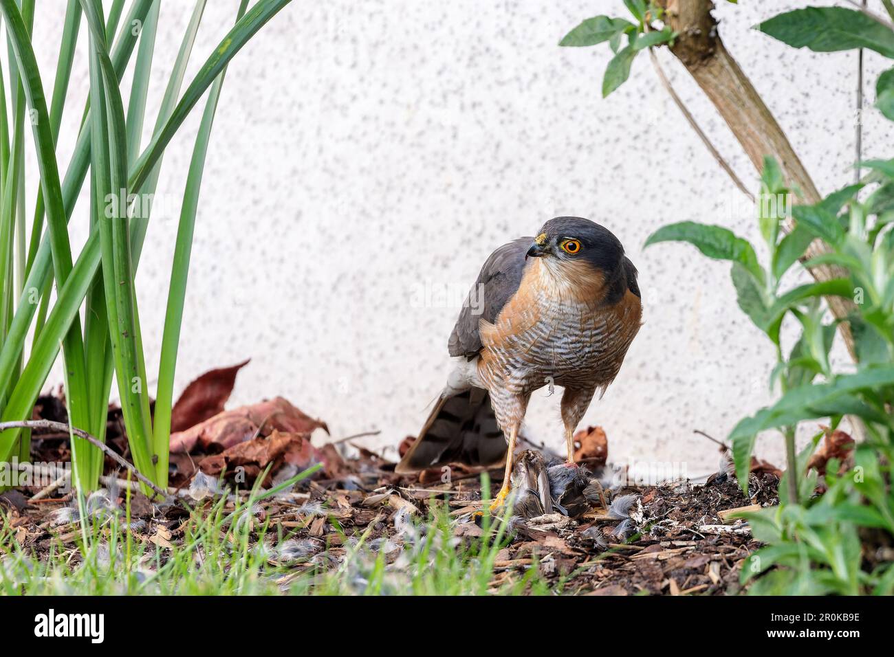 Der eurasische Sperber (Accipiter nisus), der im Frühling einen Vogel im Garten füttert. Stockfoto
