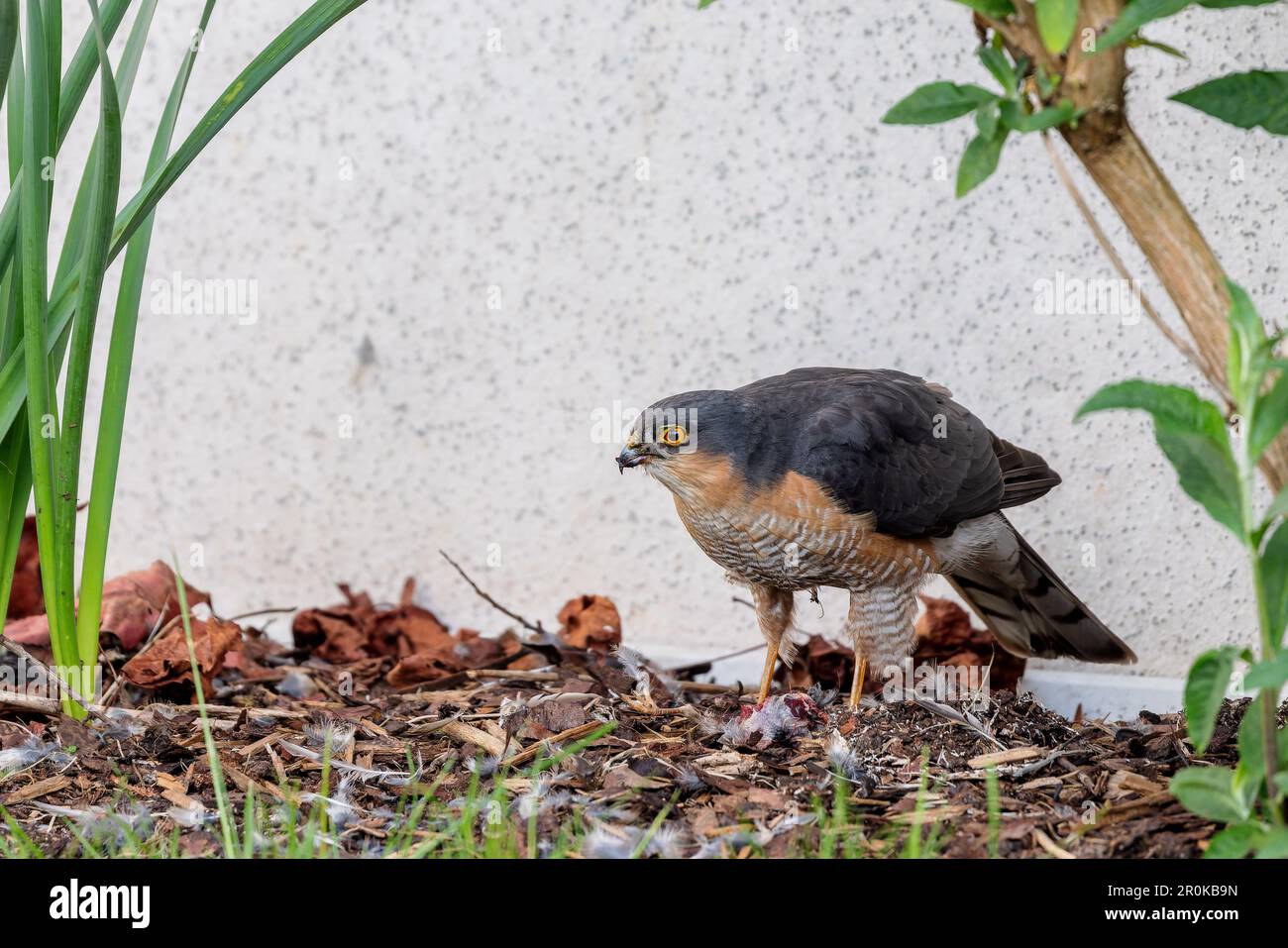 Der eurasische Sperber (Accipiter nisus), der im Frühling einen Vogel im Garten füttert. Stockfoto