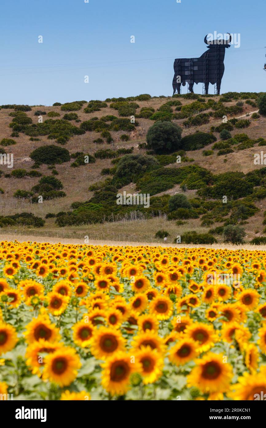 Sonnenblumenfeld mit Bullen aus Osborne im Hintergrund, nahe Conil, Costa de la Luz, Provinz Cadiz, Andalusien, Spanien, Europa Stockfoto