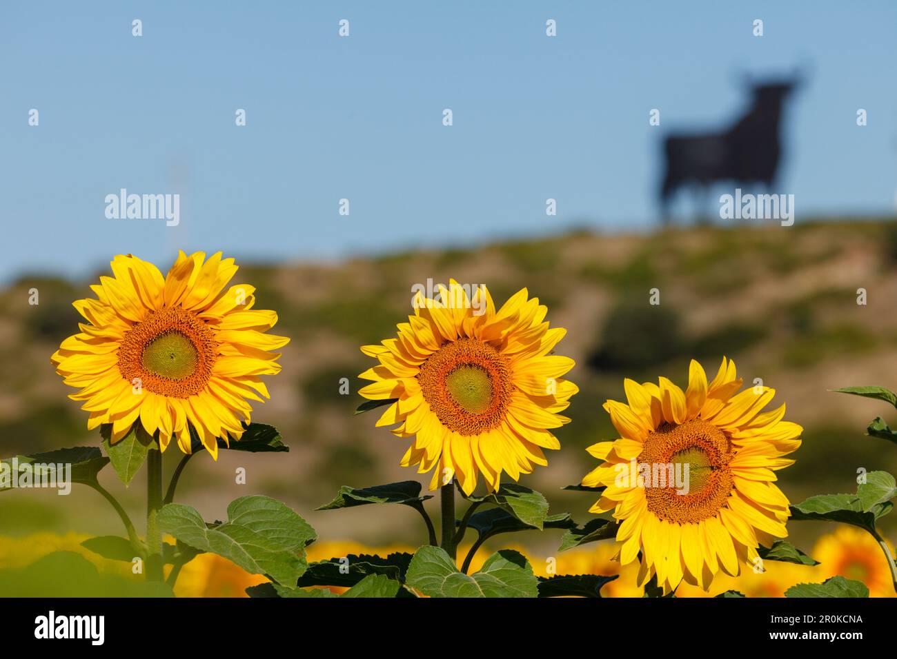Osborne Bulle, Silhouette eines Bullen, Sonnenblumenfeld, nahe Conil de la Frontera, Costa de la Luz, Provinz Cadiz, Andalusien, Spanien, Europa Stockfoto