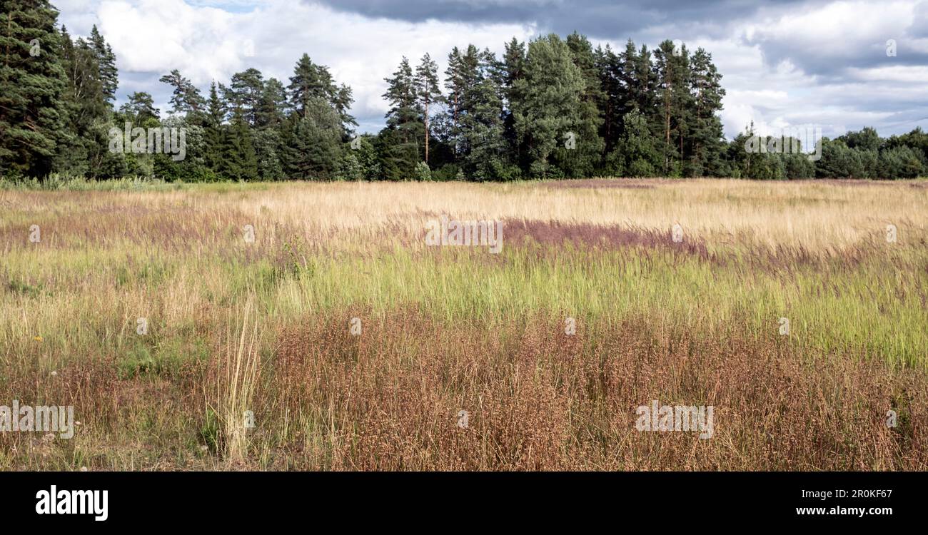 Wiese in lettischer Landschaft, Kemeri-Nationalpark, Lettland Stockfoto