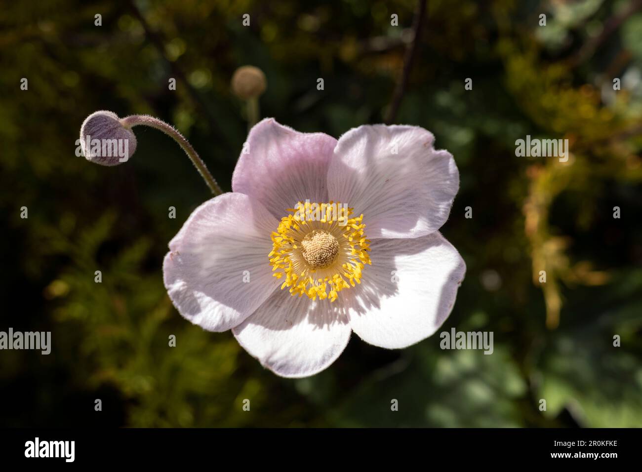 Eriocapitella tomentosa, eine Blumenpflanzenart der Butterblütenfamilie Ranunculaceae Stockfoto