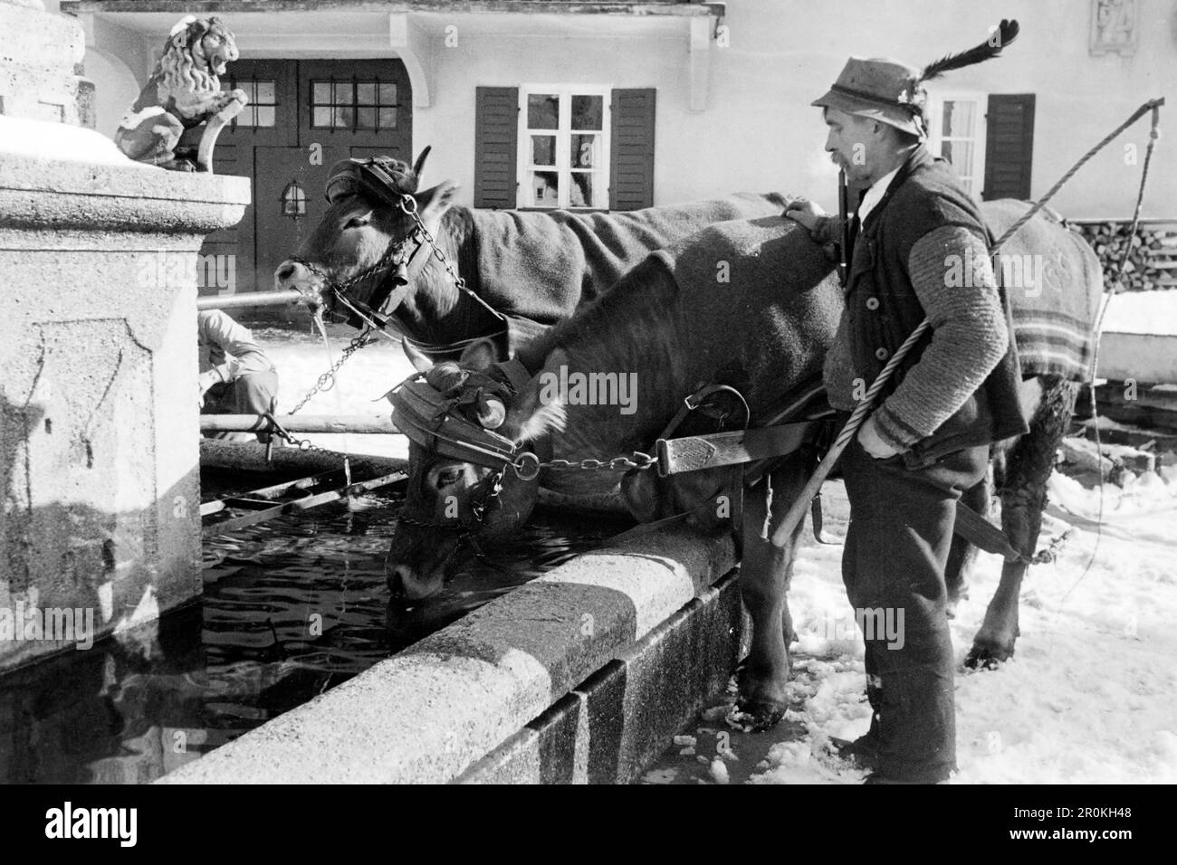 Bauer tränkt seine Rinder am Floriansbrunnen in Garmisch Partenkirchen, 1936. Ein Bauer tränkt sein Vieh auf Florians Brunnen in Garmisch Partenkirchen, 1936. Stockfoto