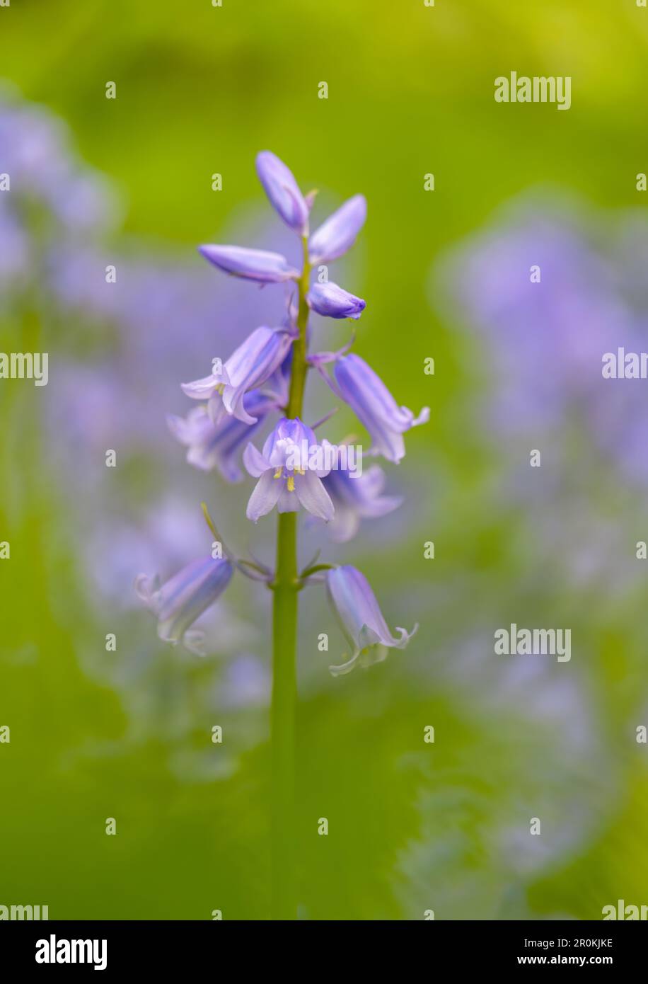 Eine wunderschöne, duftende Blume von Bluebell (Hyacinthoides non-scripta), fotografiert vor einer Masse anderer Bluebells Stockfoto