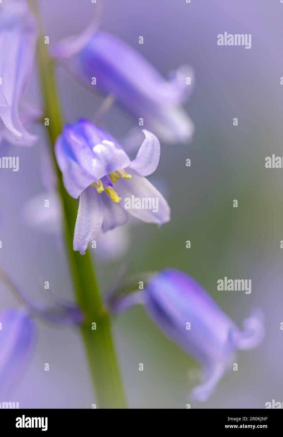 Eine wunderschöne, duftende Blume von Bluebell (Hyacinthoides non-scripta), fotografiert vor einer Masse anderer Bluebells Stockfoto