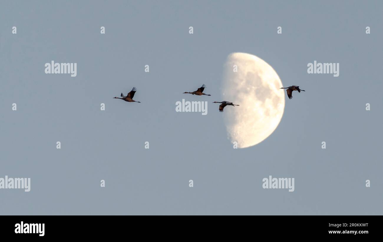 Fliegende Kraniche vor dem Mond, Sonnenuntergang, Kranfamilie, Glücksvögel, Vögel, Flugstudie, Vogelsilhouetten, Vogelbeobachtung, Kranbeobachtung, Linum, Stockfoto