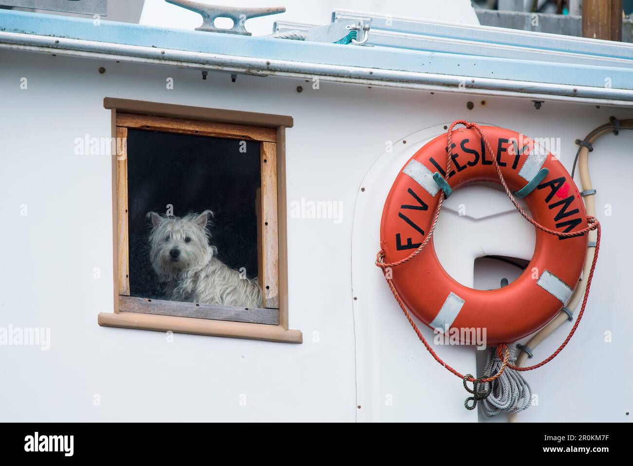 Ein kleiner weißer Hund schaut aus dem Fenster eines Bootes, Petersburg, Mitkof Island, Alaska, USA, Nordamerika Stockfoto