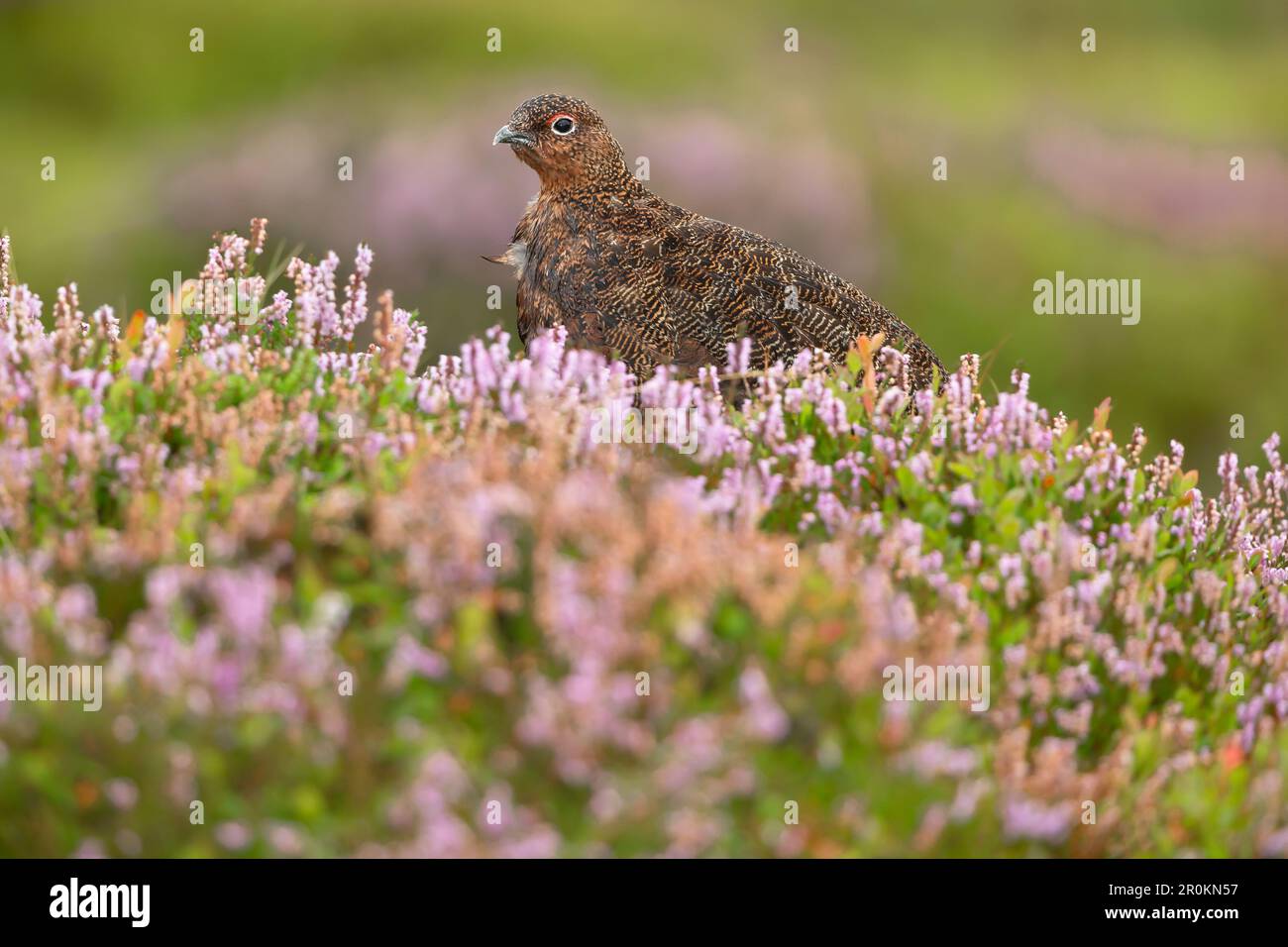 Red Grouse, wissenschaftlicher Name: Lagopus Lagopus. Nahaufnahme eines männlichen Rothuhn im natürlichen grousemoor Habitat im Spätsommer, wenn das Heidekraut voll ist Stockfoto