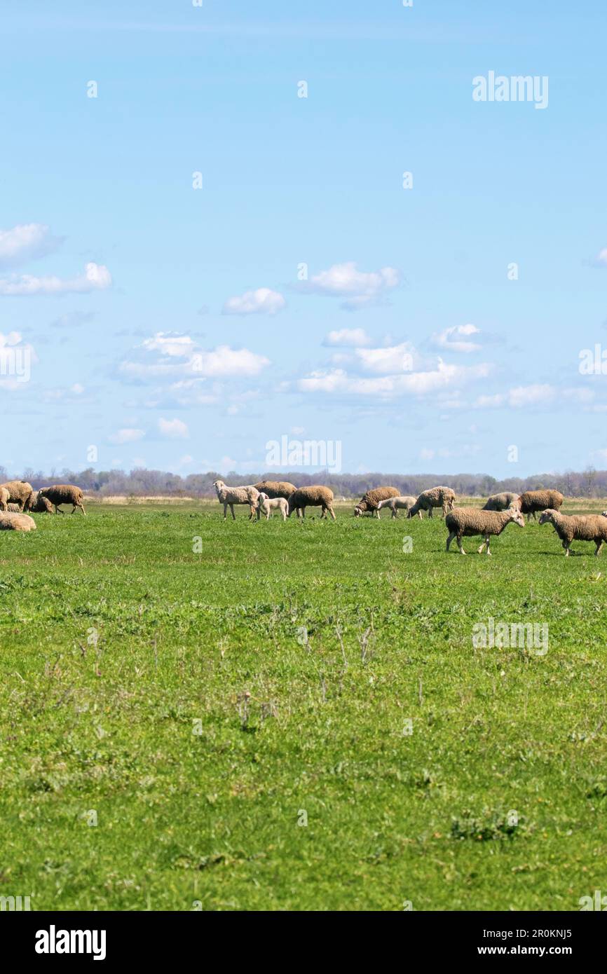 Schafe weiden auf einer grünen Wiese Stockfoto