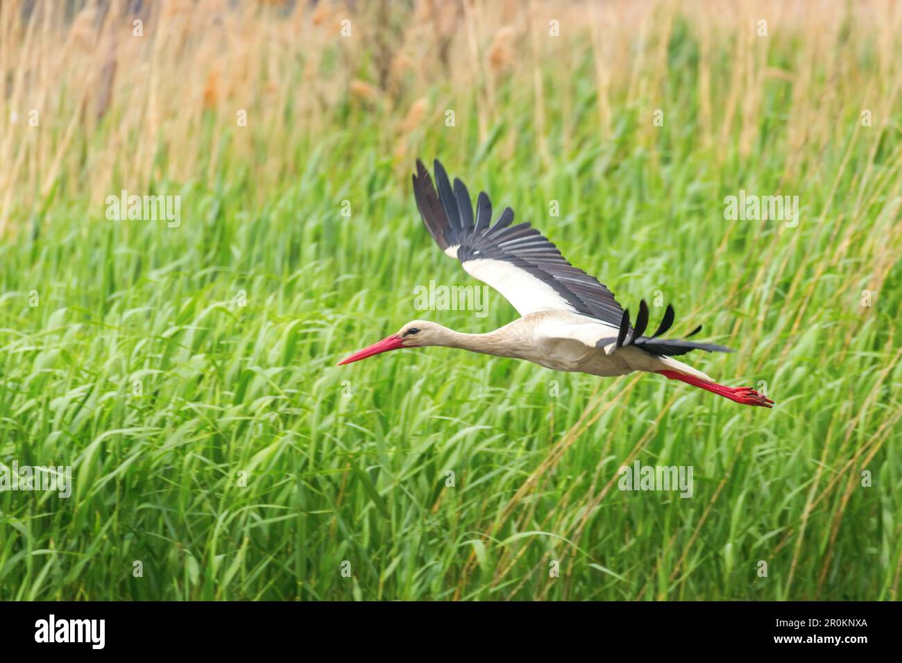 Storch fliegt über Wasseroberfläche Wildlife Scene Stockfoto