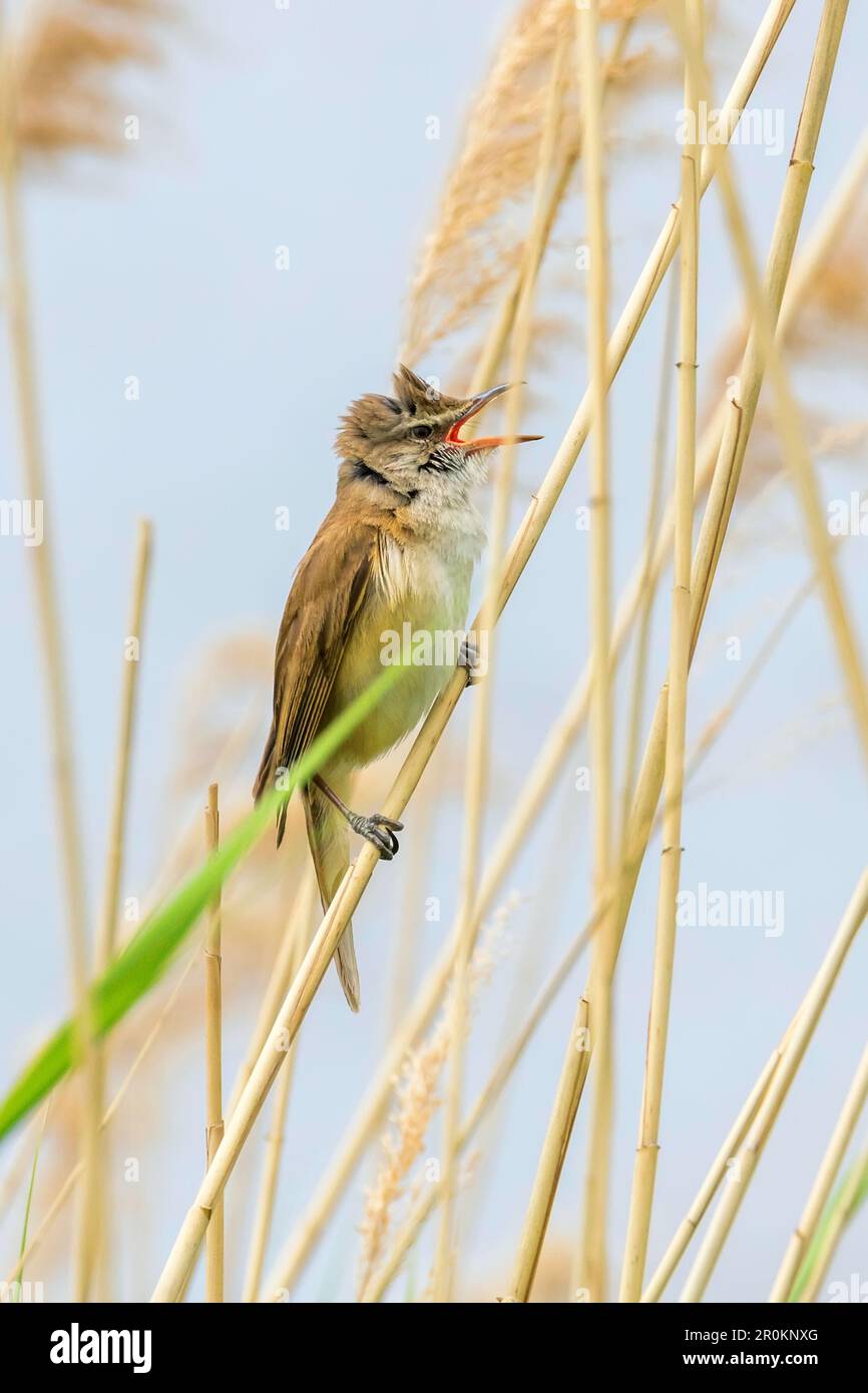 Der große Reed Warbler singt und sitzt auf Schilf Stockfoto