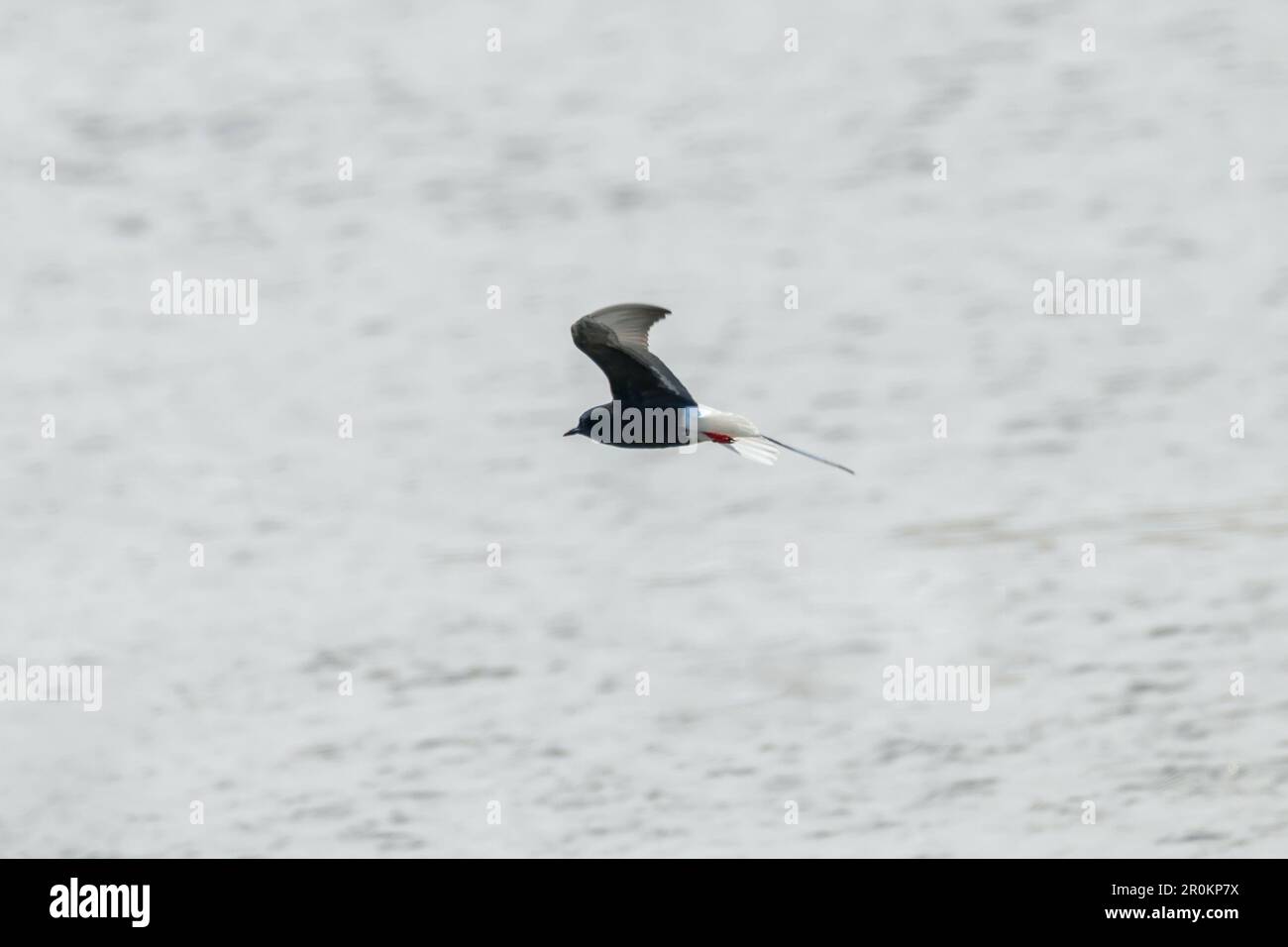 Weißflügeltiger Tern im Flug über Wasser Stockfoto
