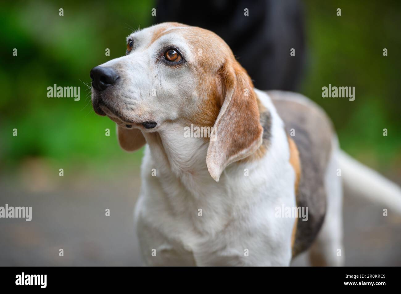 Der Beagle stand da und starrte unauffällig vor ihm. Die Farben des Hundemantel sind weiß, gelb und schwarz. Stockfoto