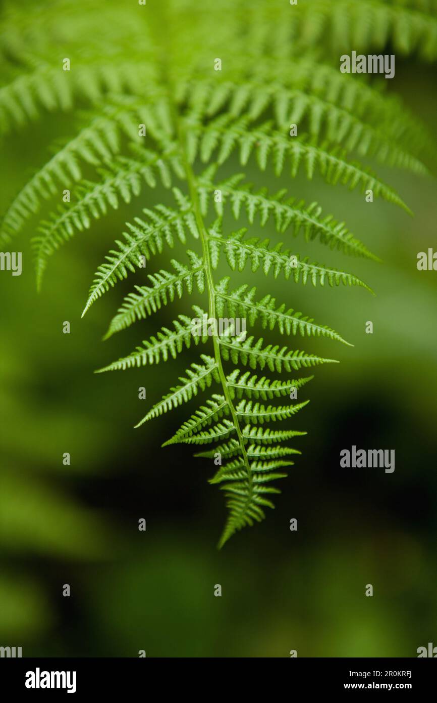 USA, Alaska, Sitka, das zarte Blatt eines Farns im Wald Stockfoto