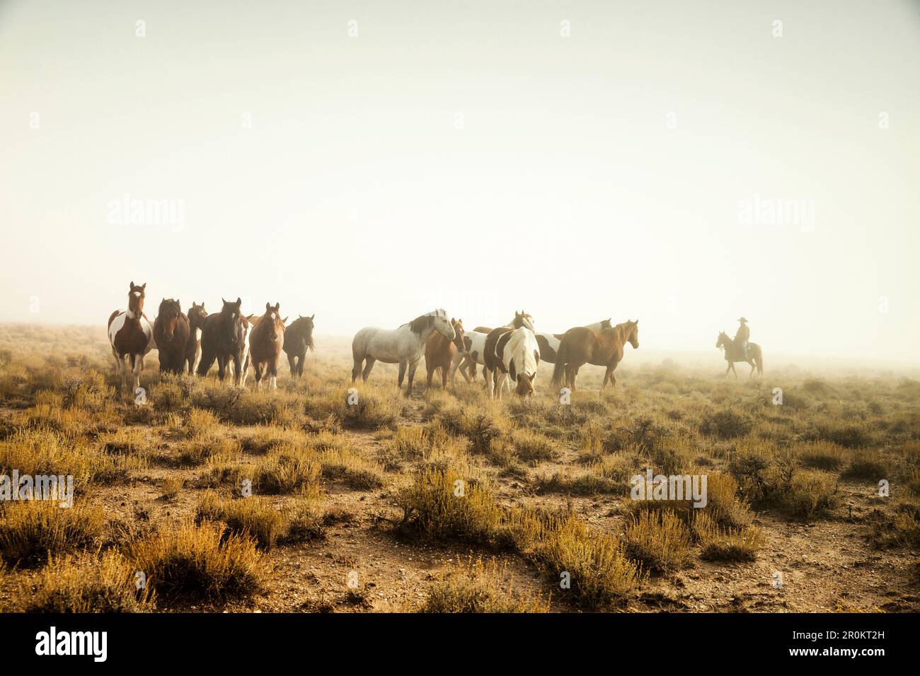 USA, Nevada, Brunnen, Mustang Monument, einer nachhaltigen Luxus Eco Resort und für wilde Pferde erhalten, die rettende Amerika Mustangs Stiftung Stockfoto