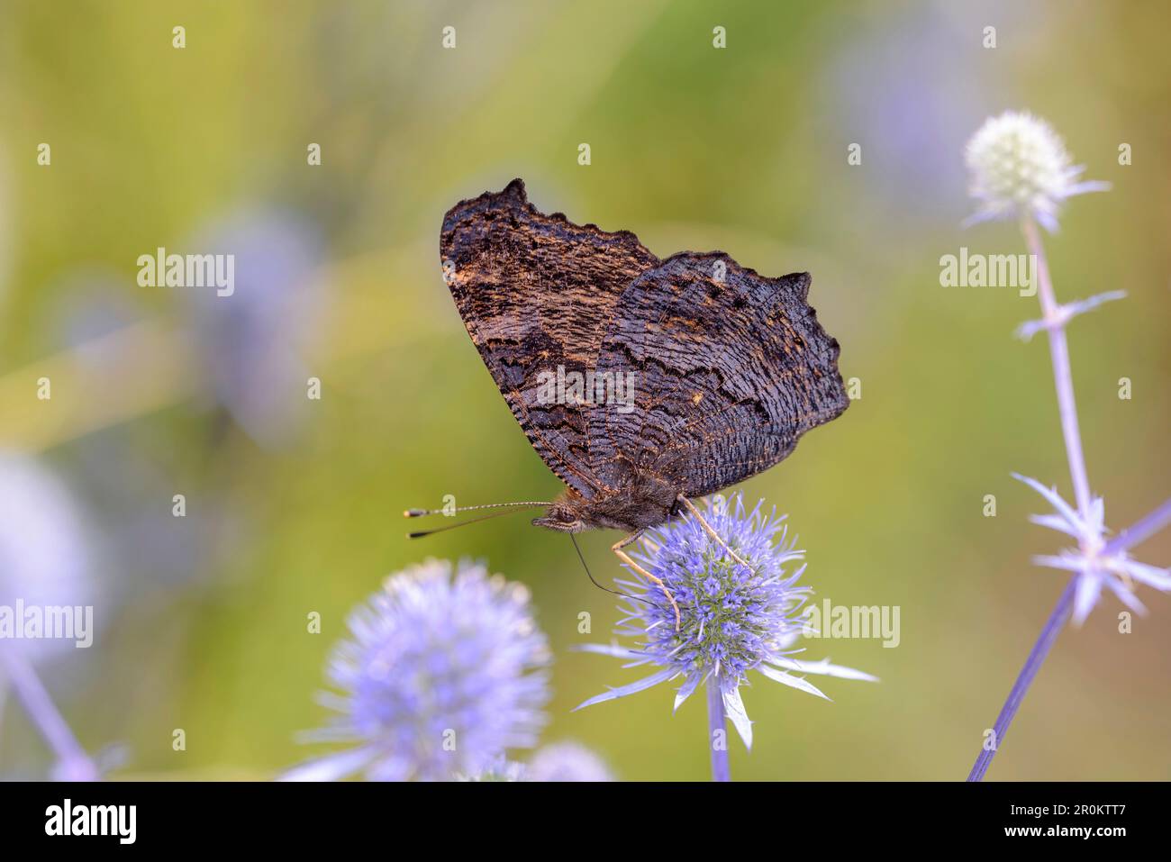 Europäischer Pfau oder Pfau-Schmetterling - Aglais-io - ruht auf Eryngium palmatum - der blauen Eryngo, der flachen Seehöhle oder der Edeldistel Stockfoto