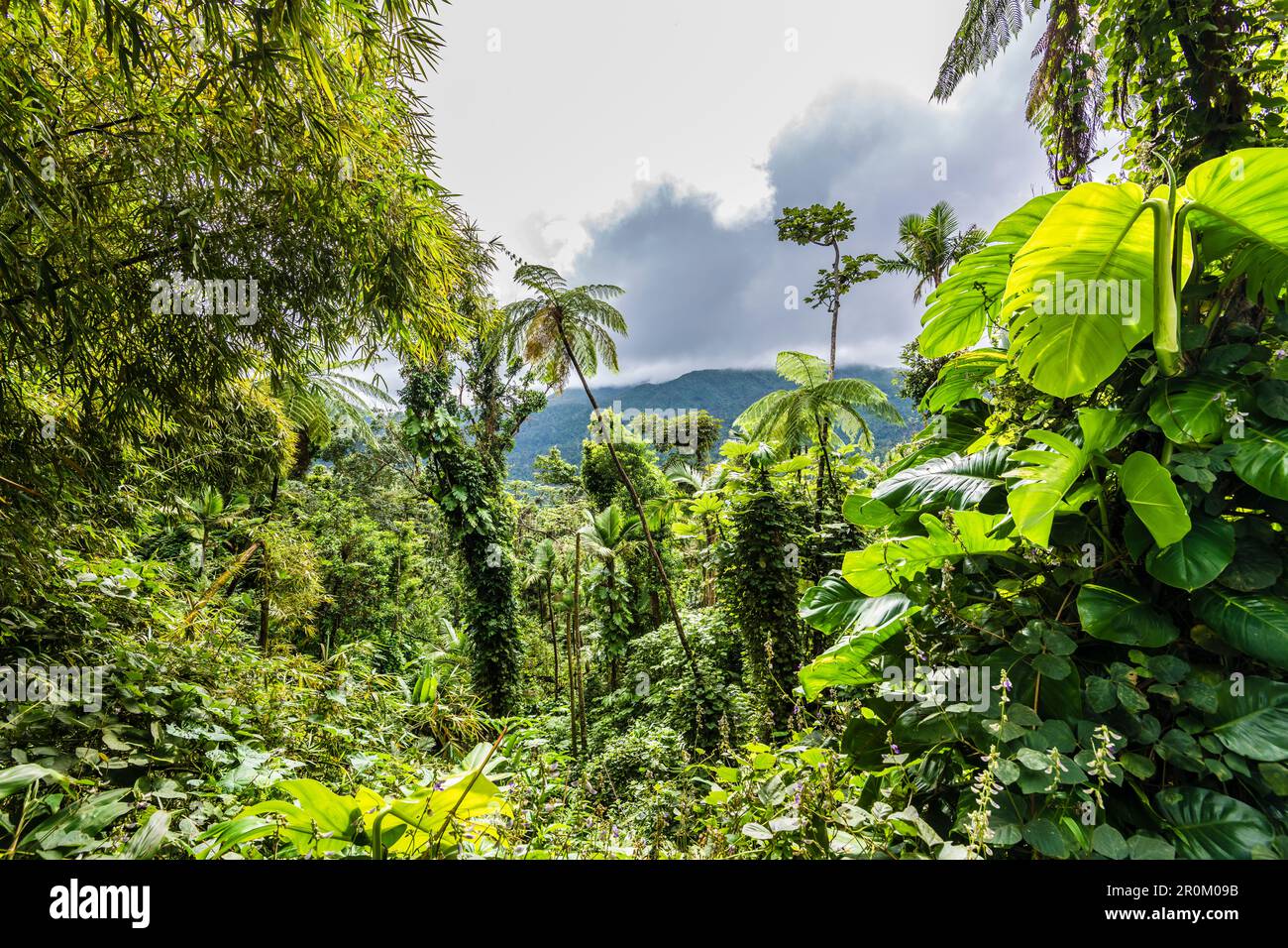 Tropischer Regenwald El Yunque National Forest, San Juan, Puerto Rico, Karibik, USA Stockfoto