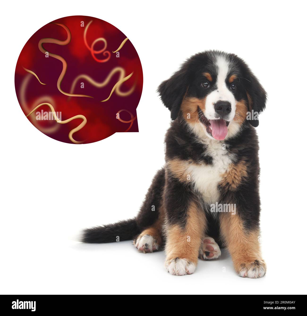 Süßer Hund und Helminthen-Darstellung unter dem Mikroskop auf weißem Hintergrund. Parasiten beim Tier Stockfoto