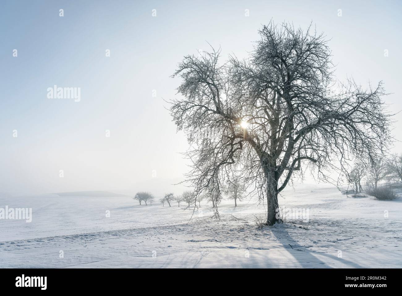 In der nebligen Winterlandschaft in der Nähe von Bopfingen, Ostalb, Schwäbische Alb, Baden-Württemberg, Deutschland, scheint die Sonne durch den Baum Stockfoto In der nebligen Winterlandschaft in der Nähe von Bopfingen, Ostalb, Schwäbische Alb, Baden-Württemberg, Deutschland, scheint die Sonne durch den Baum Stockfoto