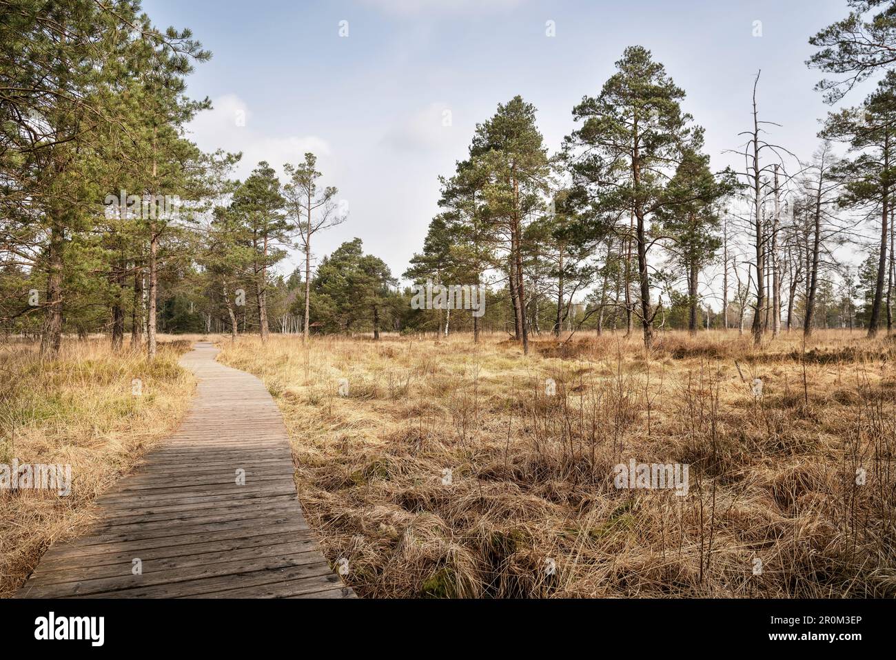 Wildschutzgebiet Wurzach Marsh, Moor Area, Bad Würzach, Landkreis Ravensburg, Baden-Württemberg, Gerany Stockfoto