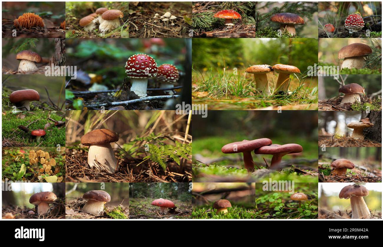 Collage mit Fotos verschiedener Wildpilze im Wald Stockfoto