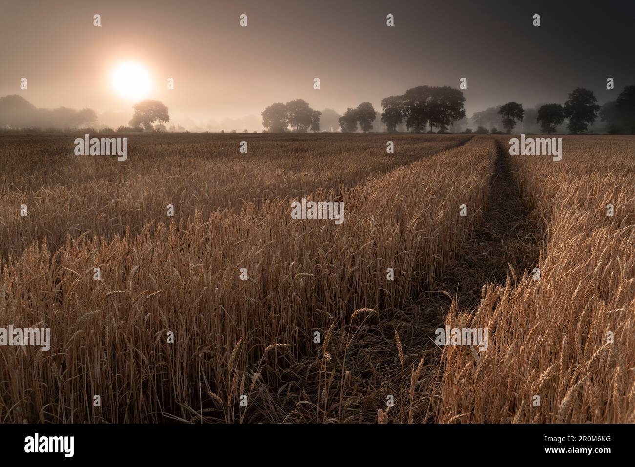 Weizenfeld im Hopelser Wald bei Marx, Friedeburg Municipal, Wittmund District, Niedersachsen, Deutschland, Europa Stockfoto