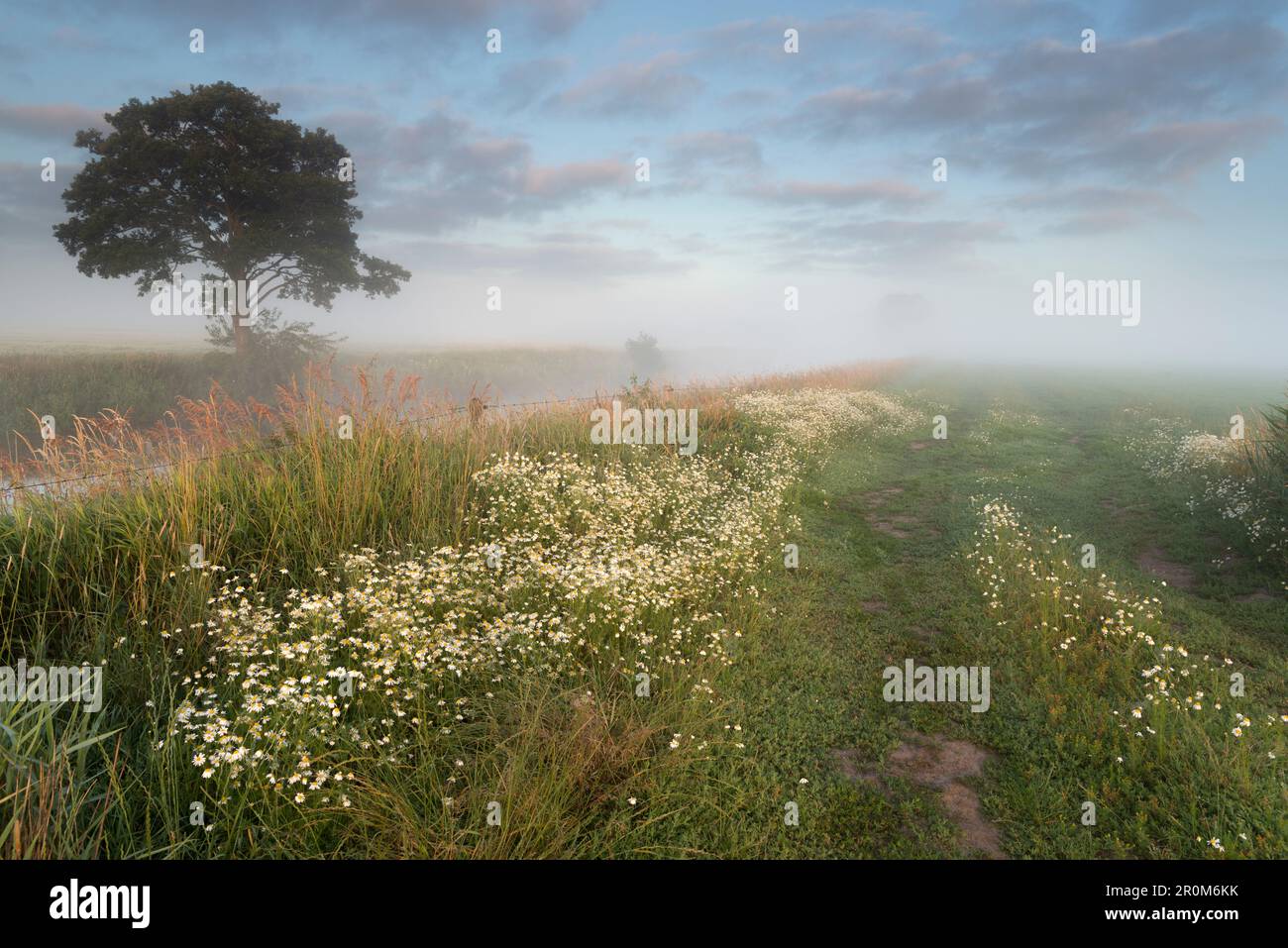 Weide, Fluss Friedeburger Tief, Nebel, Kamille, Etzel, Friedeburg Municipal, Bezirk Wittmund, Niedersachsen, Deutschland, Europa Stockfoto