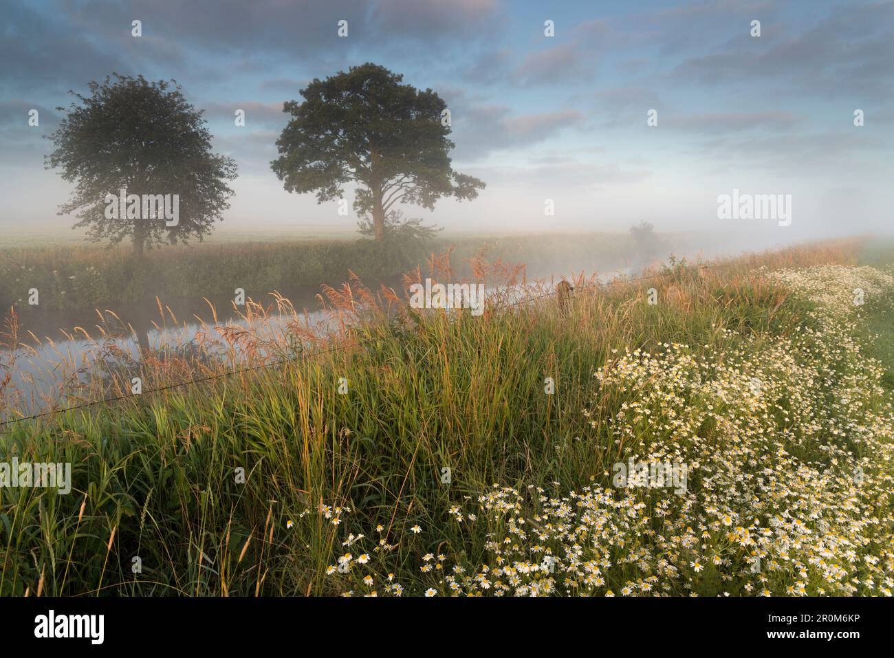 Weide, Fluss Friedeburger Tief, Nebel, Kamille, Etzel, Friedeburg Municipal, Bezirk Wittmund, Niedersachsen, Deutschland, Europa Stockfoto