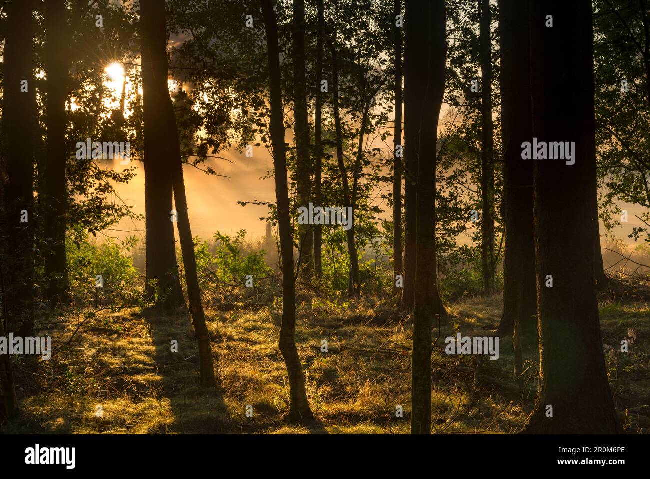 Sunrise, Fog, Hopelser Wald, Friedeburg Municipal, Wittmund District, Niedersachsen, Deutschland, Europa Stockfoto