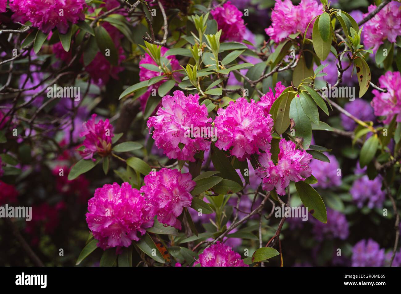 Großer, im Busch blühender Rhododendron im botanischen Garten. Viele rosa und lila Rhododendron-Blumen, wunderschöner Hintergrund. Stockfoto