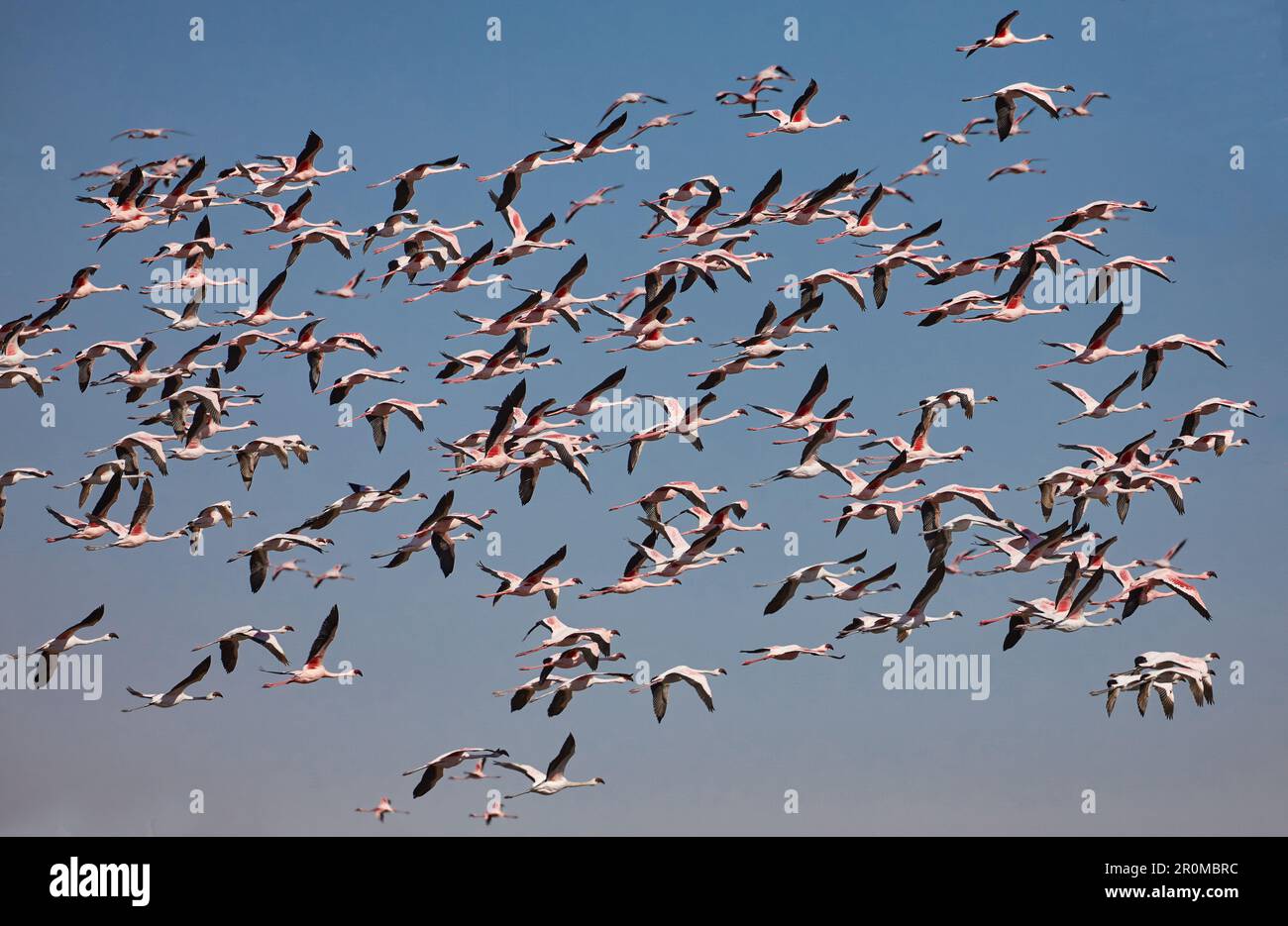 Rosa Flamingos in der Lagune von Walvis Bay südlich von Swakopmund, Namibia Stockfoto