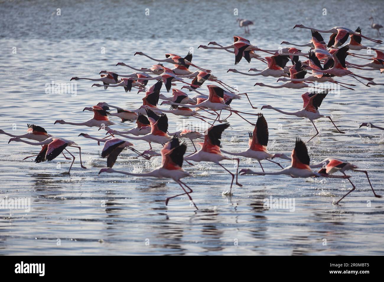 Rosa Flamingos in der Lagune von Walvis Bay südlich von Swakopmund, Namibia Stockfoto