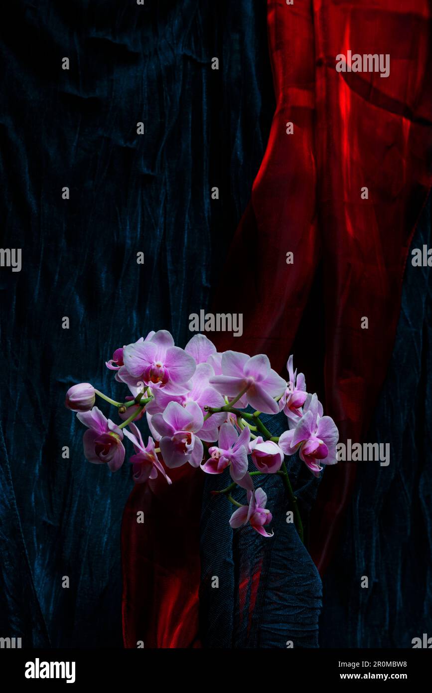 Rosa Orchidee. Stockfoto