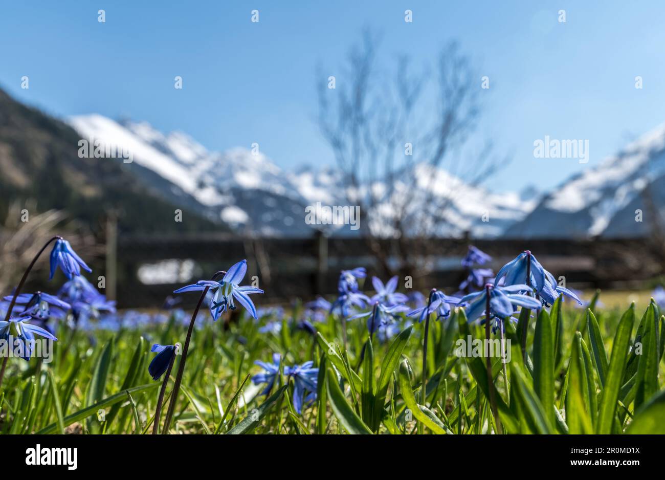 Frühlingsaufwachung mit den ersten Frühblüten der Alpen und Bergblumen, Stillachtal bei Oberstdorf in Oberallgäu Stockfoto