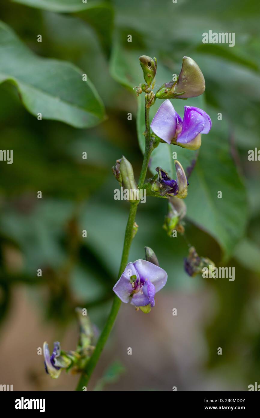 Lila Blume der Hyazinthbohne mit rückgrändigem Unschärfen Stockfoto